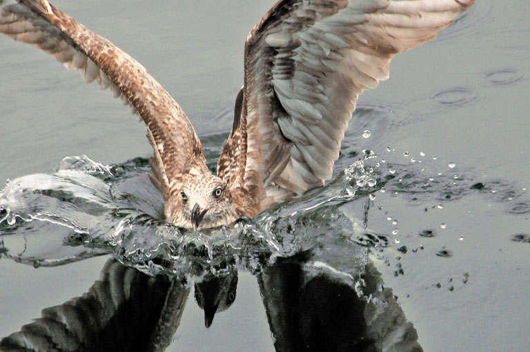 Gull landing